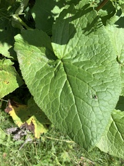 Ligularia subsagittata