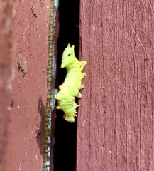 Notodonta dromedarius