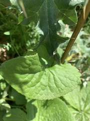 Ligularia subsagittata