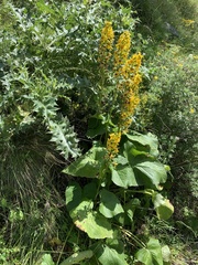 Ligularia subsagittata
