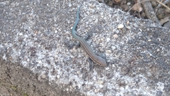 Podarcis virescens