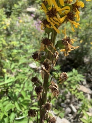 Ligularia subsagittata