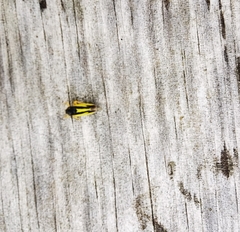 Evacanthus interruptus