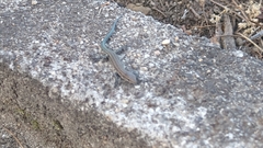 Podarcis virescens