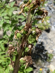 Ligularia subsagittata