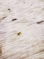 Evacanthus interruptus