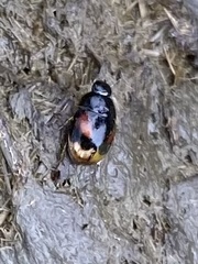 Sphaeridium scarabaeoides