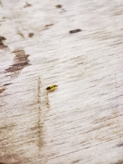 Evacanthus interruptus