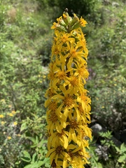 Ligularia subsagittata