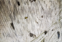 Evacanthus interruptus