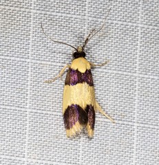 Telecrates laetiorella