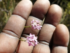 Lachnaea globulifera