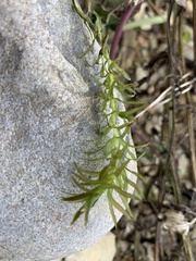 Hydrilla verticillata