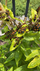 Oncopeltus fasciatus