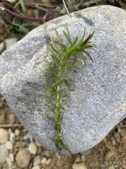 Hydrilla verticillata
