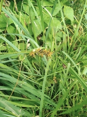 Carex muricata