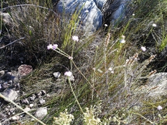 Lachnaea globulifera