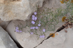 Limonium cancellatum