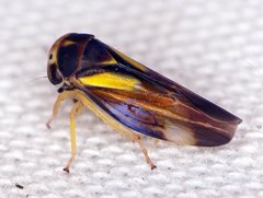 Balcanocerus provancheri