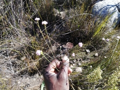 Lachnaea globulifera