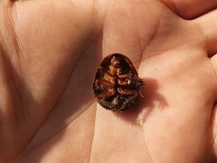 Polyphaga aegyptiaca