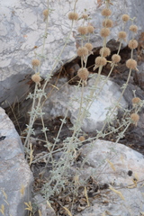 Marrubium incanum