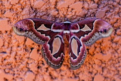 Rothschildia jacobaeae