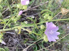Malva excisa