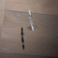 Trichonephila clavata