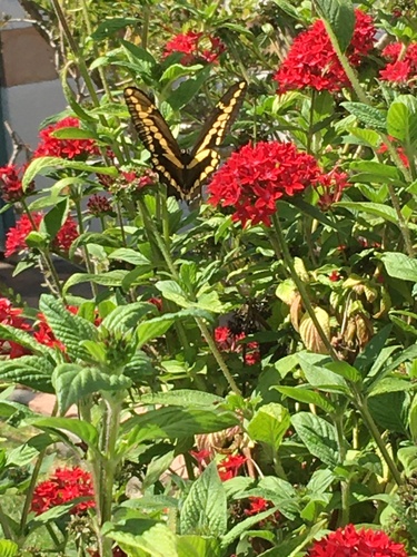 photo of Western Giant Swallowtail (Papilio rumiko)