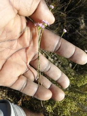 Lachnaea globulifera