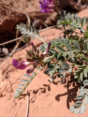 Astragalus amphioxys