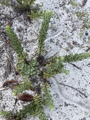 Chrysopsis gossypina