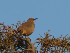 Toxostoma curvirostre