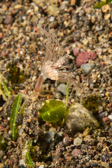 Corymorpha tomoensis