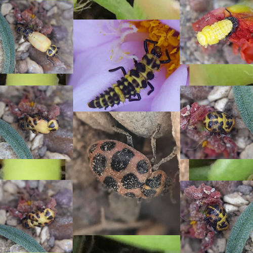 Spotted Pink Lady Beetle photographed in Texas