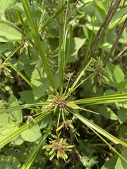 Cyperus ochraceus
