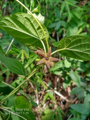 Matelea gonoloboides
