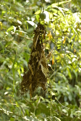 Rhynchocyclus olivaceus