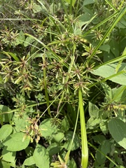 Cyperus ochraceus
