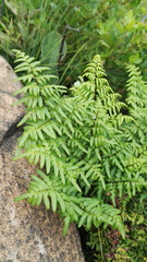 Cheilanthes viridis