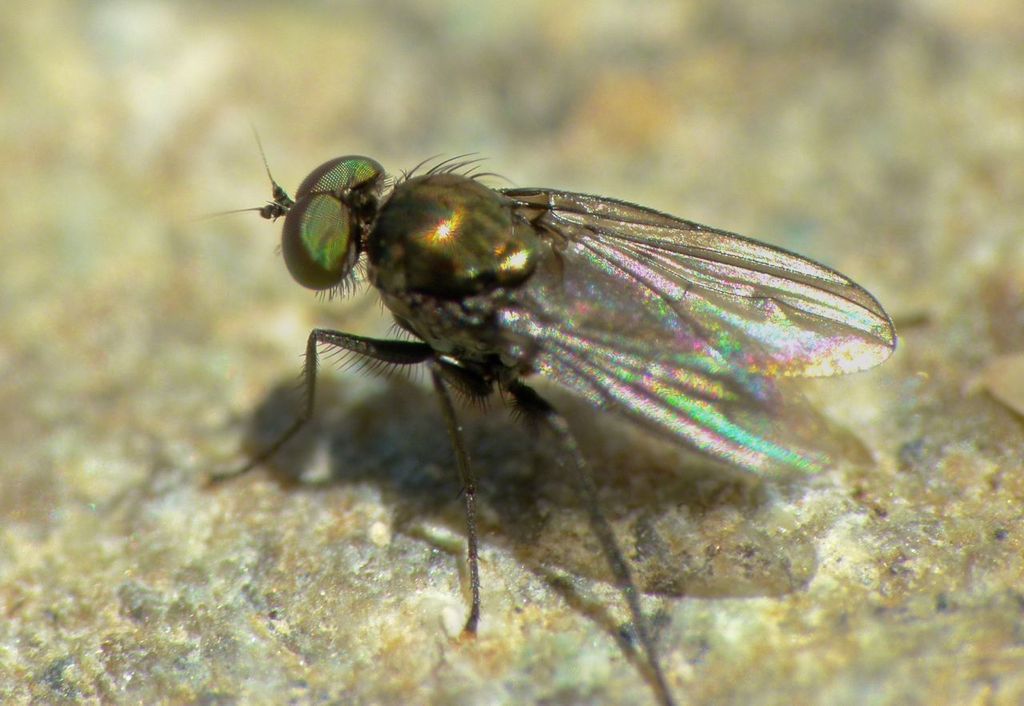 Diaphorus obscurus