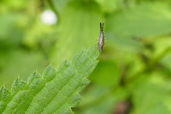 Heterotoma planicornis