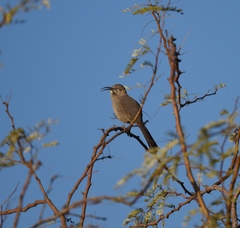Toxostoma crissale