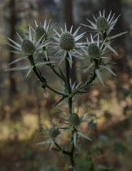 Eryngium proteiflorum
