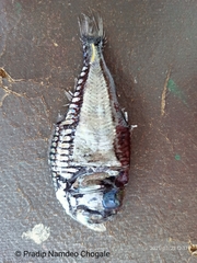 Argyropelecus affinis