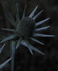 Eryngium proteiflorum