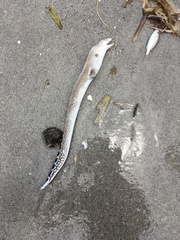 Gymnothorax saxicola