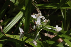 Stenurella melanura