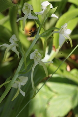 Stenurella melanura